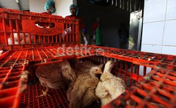 Pasca Kasus Flu Burung, RI Belum Bebas Ekspor Ayam