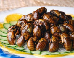 Minyak Serangga Bisa Jadi Pengganti Minyak Goreng