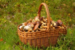 Inilah Ciri-ciri dari Jamur yang Mengandung Racun