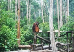 Bertamu ke Rumah Orangutan di Tanjung Puting, Kalimantan
