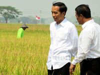 Jokowi Blusukan Lihat Proses Olah Sawah dengan Mikrobia