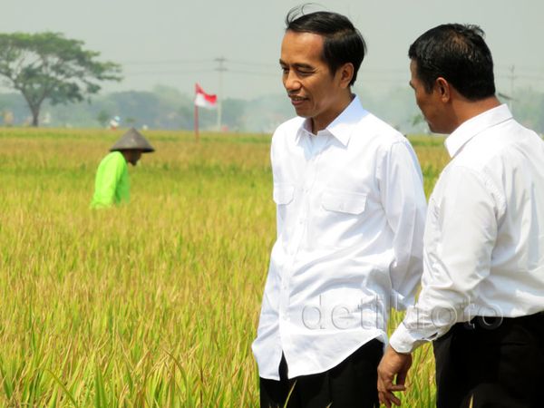 Jokowi Blusukan Lihat Proses Olah Sawah dengan Mikrobia