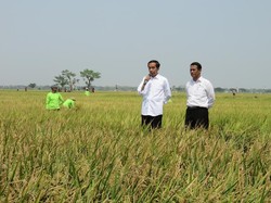 Mentan: Stok Padi Masih Aman