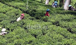 Lindungi Investasi Asing, UU Hortikultura Akan Direvisi