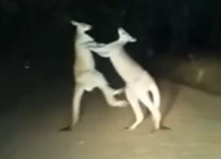 Traveler Rekam Dua Kangguru Sedang Adu Jotos!