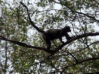 Mengintip Konservasi Lutung Jawa di Muara Gembong