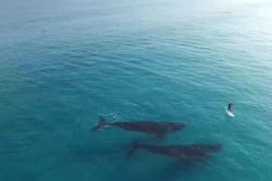 Video Drone Traveler Bareng Paus Australia Jadi Buah Bibir