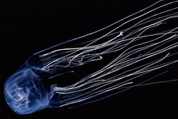 Disengat Ubur-ubur, Turis Jerman Tewas di Pantai Thailand