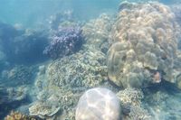 Dunia Bawah Laut Kepulauan Seribu,  Cakep !