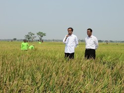 Asuransi Pertanian Hanya Berlaku untuk Petani Padi