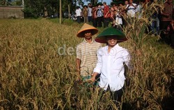 Ada Asuransi Gagal Panen Buat Petani, Bagaimana Klaimnya?