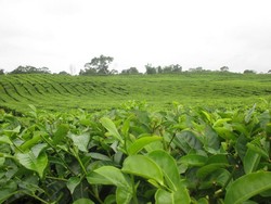 Ini Dia Kebun Teh yang Cantik di Sumut