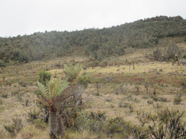 Padang Savana di Atas Awan Papua