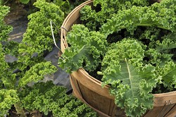 Ini 7 Fakta Khasiat Hebat Kale yang Perlu Anda Ketahui