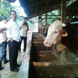 Ini Cara Mentan Bangun 500 Peternakan Seperti di Australia