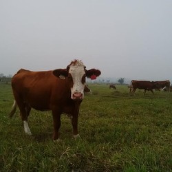 Tempat Peternakan Sapi Terbaik di Dunia adalah Indonesia