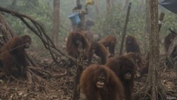 Duh! Bayi Orang Utan Sakit Akibat Asap Kebakaran Hutan
