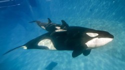 SeaWorld Dilarang Membiakkan Paus dalam Penangkaran