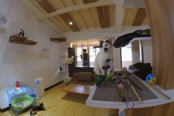 Kafe Kucing Nan Lucu di Bandung