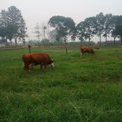 Peternakan Terbesar di RI Tampung 1.250 Sapi, di Australia 17.000 Sapi