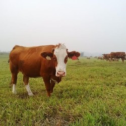 Peternakan Padang Rumput Terbesar di RI Tampung Sapi Impor Australia