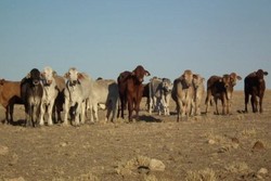 Harga Sapi Australia yang Diekspor ke Indonesia Capai Rekor AUD 3,40 per Kg