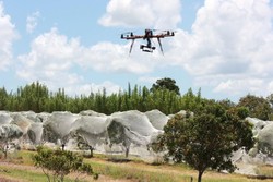 Petani di Queensland Kembangkan Drone Untuk Membasmi Hama