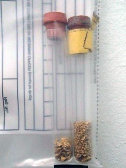 Curi Bijih Emas Penambang di Australia, 6 Anak Bawah Umur Ditangkap