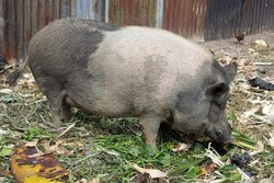 Balada Babi di Papua yang Seharga Sepeda Motor