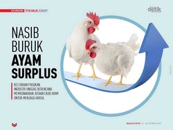 Nasib Buruk Ayam Surplus