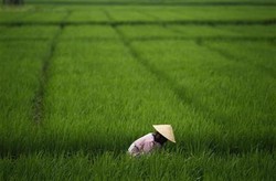 Mau Dapat Asuransi Pertanian? Petani Harus Punya Standar Operasi