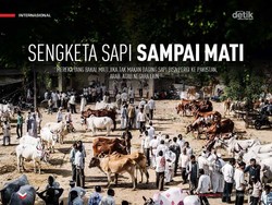 Sengketa Sapi sampai Mati