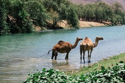 3 Bulan Dalam Setahun, Gurun di Oman Berubah Jadi Surga Hijau
