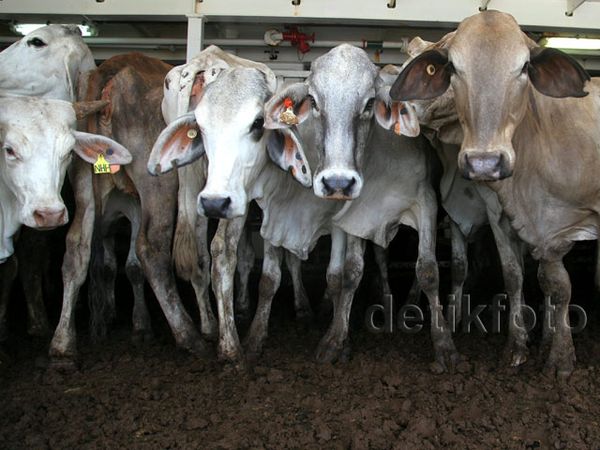 Sebanyak 3.115 Sapi Asal Australia Tiba di Priok
