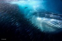 Karya Memikat Juara Wildlife Photographer