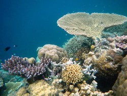 Bawah Laut Takabonerate Bikin Lupa Daratan