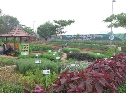 Stadion Jakabaring Menghijau Sambut Hari Pangan Sedunia