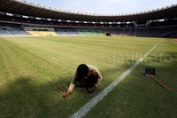 Pekerja merapihkan rumput GBK.