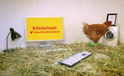 Melalui Tweet Ayam Betina Ini Berhasil Lakukan Promosi Restoran Lewat Twitter