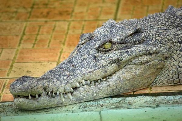 Bukan Main, Ini Penangkaran Buaya di Bekasi