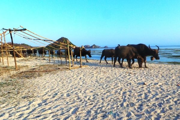 Kerbau Jadi Turis di Pantai Kuta, Lombok