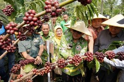 Kenalkan Kapiten, Kopi Khas Kabupaten Pasuruan
