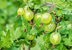 Gooseberry, si Mungil yang Ampuh Menumpas Sel Kanker