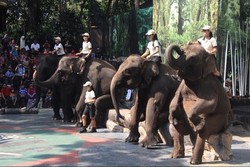 Ide Weekend: Wisata Edukasi di Taman Safari Prigen