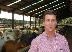 Tak Ideal Jika Australia Tak Bisa Penuhi Kuota Ekspor Sapi ke Indonesia