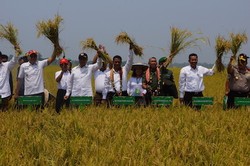 Panen Raya Padi di Kolaka, Mentan Sebut Impor Melemahkan Petani Sendiri