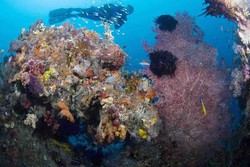 3 Tempat Diving Paling Mantap di Misool, Raja Ampat