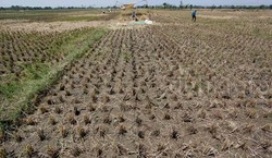 El Nino Bakal Mengerek Harga Pangan RI