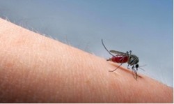 Kesannya Sepele, Tapi Ternyata Gigitan Nyamuk Bahaya Bagi Kesehatan