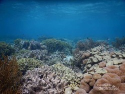 Tahun Depan, Indonesia Gelar Penanaman Koral Terbesar di Dunia